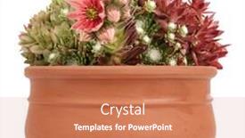  Presentation with flower - Colorful PPT theme enhanced with variety-houseleek-sempervivum-tectorum backdrop and a coral colored foreground
