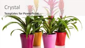  Presentation with flower pots - Cool new presentation design with variety-of-bromeliad-plants backdrop and a sky blue colored foreground