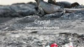  Presentation with lava - Slides having variety of christmas cookies at lava rocks with marine iguana on background background and a gray colored foreground