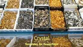  Presentation with market - Beautiful presentation featuring variety-of-eatable-mushrooms backdrop and a tawny brown colored foreground