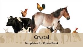  Presentation with farm - Slide deck having variety of farm animals background and a coral colored foreground