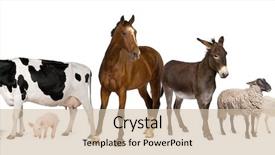  Presentation with farm - Cool new slide deck with variety of farm animals backdrop and a soft green colored foreground