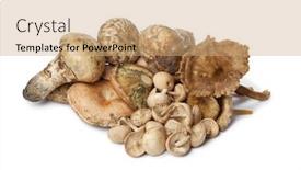  Presentation with mushrooms - Cool new PPT theme with variety-of-fresh-raw-autumn backdrop and a coral colored foreground