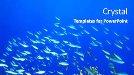  Presentation with coral - Presentation featuring variety-of-hard-and-soft background and a gray colored foreground