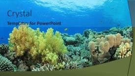 Presentation with egypt - Presentation theme having variety of hard corals and soft corals on a reef in the red sea egypt background and a cyan colored foreground