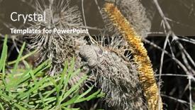 Presentation with australian - Presentation featuring variety-of-the-australian-native background and a  colored foreground