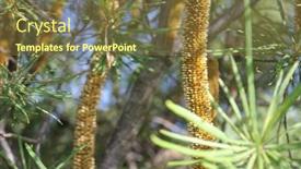  Presentation with australian - Slide set consisting of variety-of-the-australian-native background and a  colored foreground