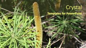  Presentation with australian - PPT theme having variety-of-the-australian-native background and a  colored foreground