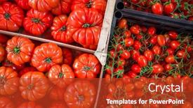  Presentation with tomato - Presentation design enhanced with variety-of-tomatoes background and a crimson colored foreground