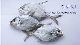  Presentation with show - Colorful slide deck enhanced with variety show - fresh fish backdrop and a sky blue colored foreground