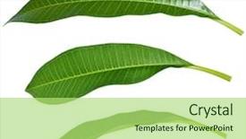  Presentation with mango leaves - Beautiful PPT theme featuring various angles of mango leaves backdrop and a mint green colored foreground