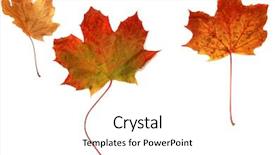  Presentation with gold leaves - Cool new presentation theme with various autumn leaves of gold backdrop and a white colored foreground