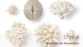  Presentation with scuba diving - Presentation theme having various-beautiful-corals-isolated-over background and a lemonade colored foreground