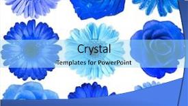  Presentation with white flowers - Theme having various blue flowers head top background and a arctic colored foreground