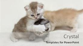  Presentation with british - Cool new PPT theme with various-british-kittens-sitting backdrop and a light gray colored foreground
