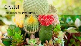  Presentation with cactus - Presentation theme featuring various cactus plants in a pot close-up background and a yellow colored foreground