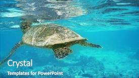  Presentation with fish turtle - Beautiful PPT theme featuring various fish - is catching breath backdrop and a teal colored foreground