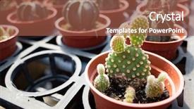  Presentation with cactus - Presentation with various fresh cactus background and a tawny brown colored foreground