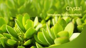  Presentation with cactus - Audience pleasing presentation consisting of various fresh cactus backdrop and a tawny brown colored foreground