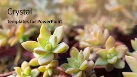  Presentation with cactus - Colorful presentation theme enhanced with various fresh cactus backdrop and a coral colored foreground