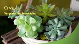  Presentation with cactus - Cool new slide set with various-fresh-cactus backdrop and a tawny brown colored foreground