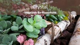  Presentation with cactus - Slide deck enhanced with various-fresh-cactus background and a tawny brown colored foreground