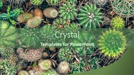  Presentation with cactus - Colorful PPT theme enhanced with various-green-cactus-plants-background backdrop and a ocean colored foreground