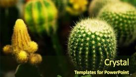  Presentation with cactus - Audience pleasing PPT layouts consisting of various types of green cactus backdrop and a tawny brown colored foreground
