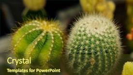  Presentation with types of soil - PPT theme with various types of green cactus background and a tawny brown colored foreground
