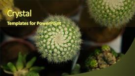  Presentation with cactus - PPT theme consisting of various types of green cactus background and a wine colored foreground