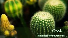  Presentation with cactus - Colorful PPT theme enhanced with various types of green cactus backdrop and a tawny brown colored foreground