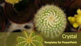  Presentation with cactus - Colorful presentation design enhanced with various types of green cactus backdrop and a tawny brown colored foreground