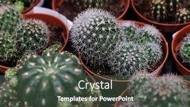  Presentation with cactus - Amazing slide set having various-types-of-green-cactus backdrop and a dark gray colored foreground