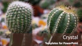  Presentation with cactus - Cool new slides with various-types-of-green-cactus backdrop and a tawny brown colored foreground