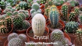  Presentation with cactus - Theme enhanced with various-types-of-green-cactus background and a tawny brown colored foreground