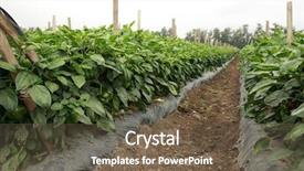  Presentation with plantation - Amazing slide set having various views of bell peppers growing in a field or plantation backdrop and a tawny brown colored foreground