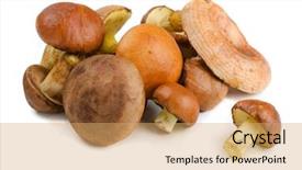  Presentation with mushrooms - Slide deck featuring various wild forest mushrooms isolated background and a yellow colored foreground