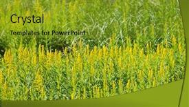  Presentation with canadian culture canada china national - Beautiful presentation theme featuring vars - blooming canadian goldenrod solidago canadensis backdrop and a  colored foreground