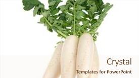  Presentation with scroll paper isolated on white - Colorful theme enhanced with vars - daikon radishes isolated on white backdrop and a lemonade colored foreground