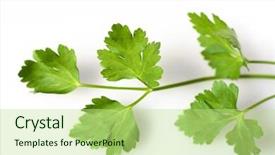  Presentation with italian flag waving - Audience pleasing slides consisting of vars - flat-leafed italian parsley petroselenium crispum backdrop and a  colored foreground