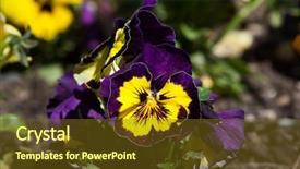  Presentation with pansy - Theme having vars - garden pansy viola tricolor var background and a tawny brown colored foreground
