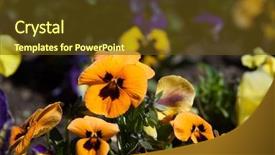  Presentation with pansy - Slides having vars - garden pansy viola tricolor var background and a tawny brown colored foreground