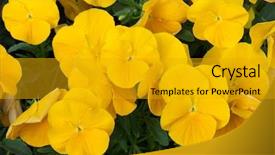  Presentation with pansy - Colorful PPT layouts enhanced with vars - garden pansy viola tricolor var backdrop and a gold colored foreground