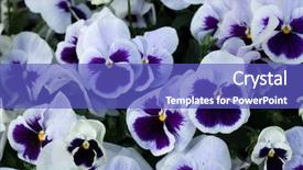  Presentation with pansy - Beautiful PPT theme featuring vars - garden pansy viola tricolor var backdrop and a cobalt blue colored foreground