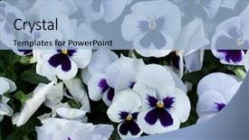  Presentation with pansy - Beautiful slides featuring vars - garden pansy viola tricolor var backdrop and a light blue colored foreground