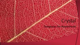  Presentation with vein - Theme with vascular veins - dry leaf vein structure background background and a  colored foreground