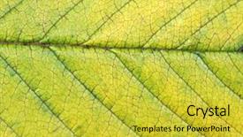  Presentation with vascular - Slide deck with vascular veins - leaf surface background and a  colored foreground