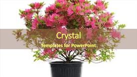  Presentation with azalea - Amazing presentation design having vase with blossom azalea backdrop and a tawny brown colored foreground