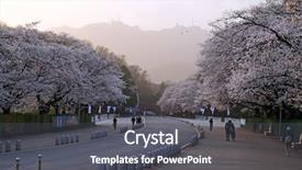  Presentation with cherry - Slide deck having vastu - cherry blossoms blossming in spring background and a dark gray colored foreground