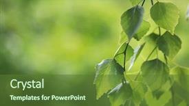  Presentation with tea leaves fresh green leaf - Presentation theme featuring vector - summer branch with fresh green background and a tawny brown colored foreground